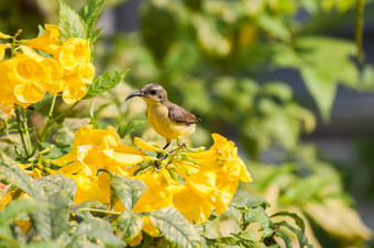 Olive-backed太阳鸟胆小的太阳鸟持有黄色的花