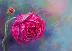 粉红色的玫瑰与下降色彩斑斓的背景粉红色的玫瑰与下降色彩斑斓的背景数字绘画插图