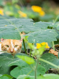 姜猫说谎在南瓜葡萄树花园