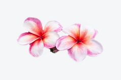 plumeria花白色背景