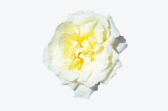 黄色的玫瑰白色背景