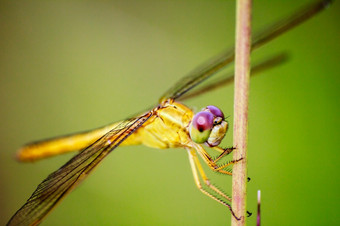 肖像蜻蜓黄色的蜻蜓自然