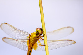 肖像蜻蜓的蜻蜓自然