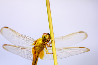 肖像蜻蜓黄色的蜻蜓自然