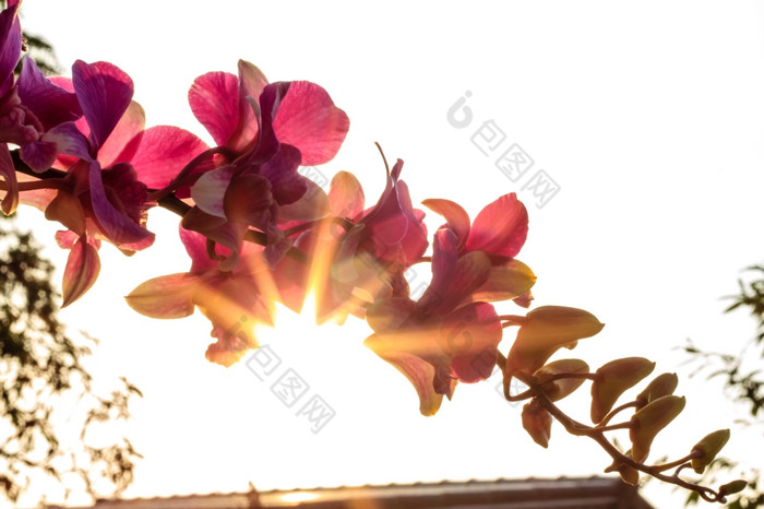 的紫色的兰花的设置太阳