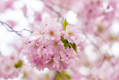 粉红色的樱花花盛开的樱桃开花的花园