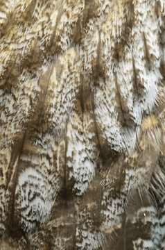 特写镜头伟大的灰色猫头鹰羽毛