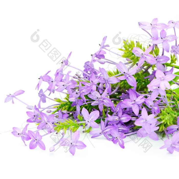 开花紫罗兰色的花紫罗兰色的IxoraPseuderanthemum安德森尼孤立的白色背景