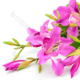 美丽的粉红色的花紫荆花紫竹孤立的白色背景