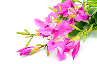 美丽的粉红色的花<strong>紫荆花</strong>紫竹孤立的白色背景