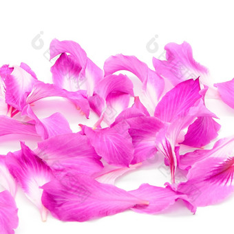 美丽的粉红色的花花瓣<strong>紫荆花</strong>紫竹孤立的白色背景