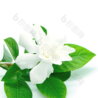 <strong>白色</strong>栀子花花角<strong>茉莉花</strong>栀子花jasminoides孤立的<strong>白色</strong>背景