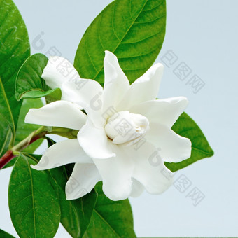 白色栀子花花角茉莉花栀子花jasminoides孤立的蓝色的背景