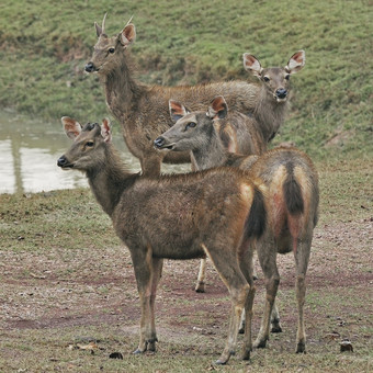 集团少年鹿蒙蒂亚库斯菲艾的<strong>丛林</strong>环<strong>境</strong>