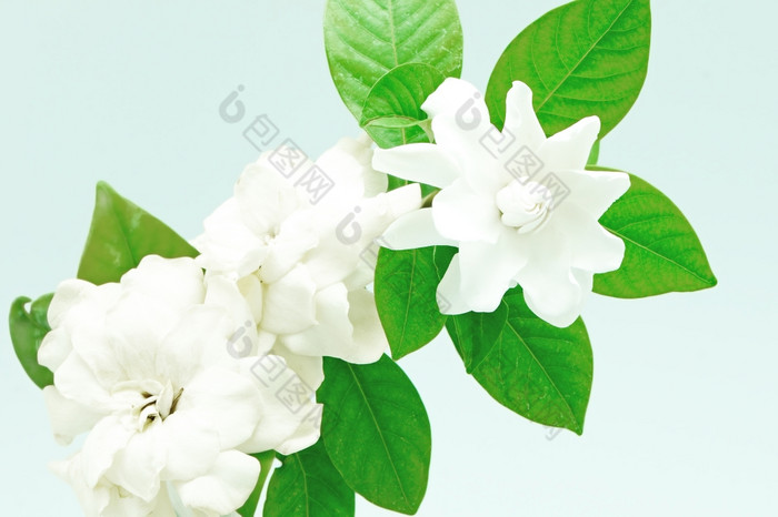 白色栀子花花角茉莉花栀子花jasminoides孤立的白色背景