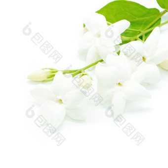 白色茉莉花花孤立的白色背景