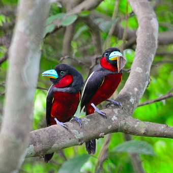 色彩斑斓的黑色的而且红色的鸟夫妇的韵味broadbillCymbirhynchus大犀牛站分支在喂养季节