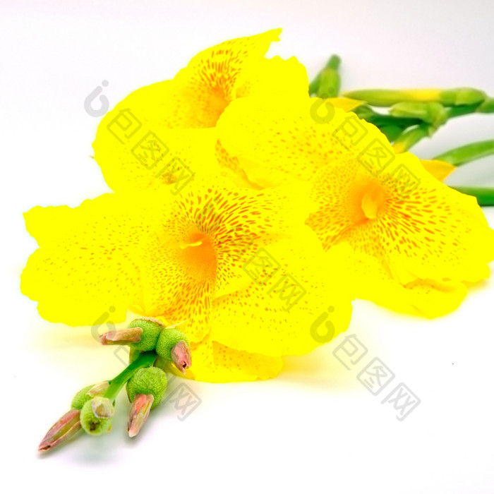 黄色的花黄色的甘蔗莉莉孤立的白色背景
