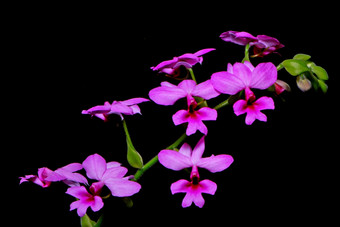 美丽的粉红色的卡兰特卡兰特鲁本斯terrestial兰花
