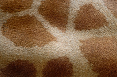真正的皮革皮肤长颈鹿在吉拉夫塔鹿豹座