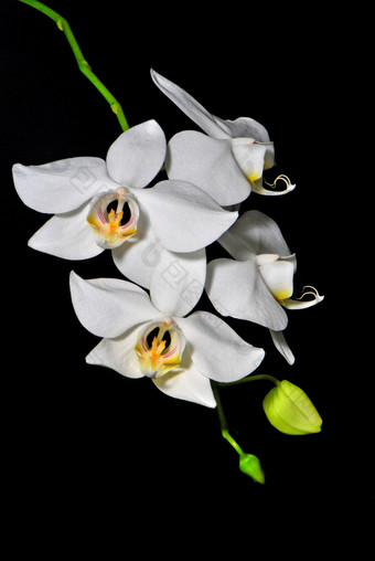 白色兰花黑色的blackground蝴蝶 兰阿马比利斯蝴蝶兰花使用为程序繁殖