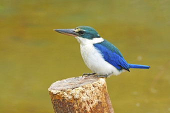 蓝色的而且白色翠鸟神圣的翠鸟托迪兰弗斯sanctus坐着而且休息的树桩
