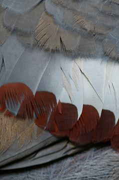 维多利亚加冕羽毛背景