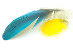 蓝色的而且黄色的羽毛孤立的白色