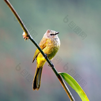 美丽的绿色鸟逐渐变黄的布尔布尔Pycnonotus刺蛾站竹子分支脸而且乳房配置文件