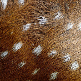 动物皮毛发现了鹿Cervus轴背景纹理皮肤