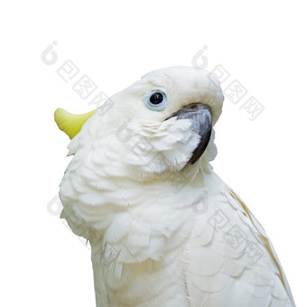 美丽的白色凤头鹦鹉Sulphur-crested凤头鹦鹉Cacatuagalerita脸配置文件孤立的白色背景
