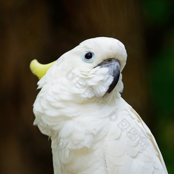 美丽的白色凤头鹦鹉Sulphur-crested凤头鹦鹉Cacatuagalerita脸配置文件