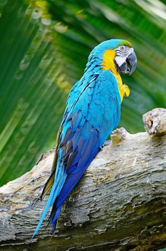 美丽的蓝色的而且黄色的鹦鹉蓝色的而且黄金金刚鹦鹉鸟类饲养场站的日志