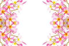 开花粉红色的Plumeria花孤立的白色背景