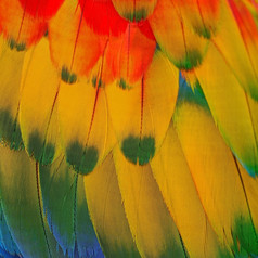 五彩缤纷的鸟羽毛朱红色金刚鹦鹉羽毛纹理背景