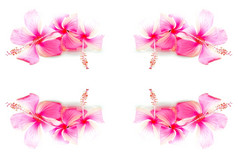 色彩斑斓的粉红色的芙蓉花孤立的白色背景