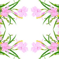 美丽的粉红色的花Ruelliasquarrosa孤立的白色背景