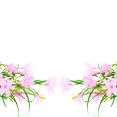 美丽的粉红色的花Ruelliasquarrosa孤立的白色背景