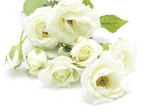 美丽的苍白的黄色的玫瑰白色背景
