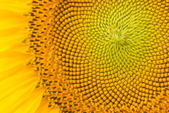 黄色的摘要纹理背景向日葵花瓣特写镜头