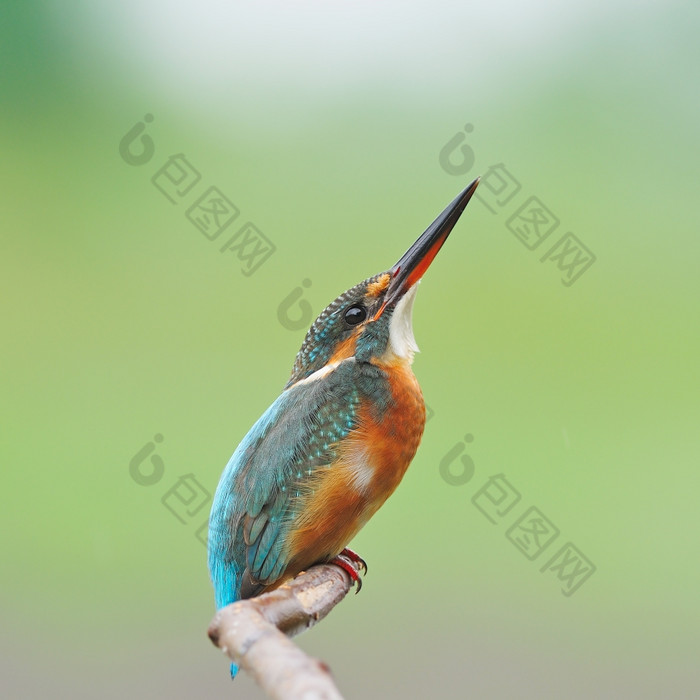 色彩斑斓的翠鸟鸟女常见的翠鸟普通在站分支