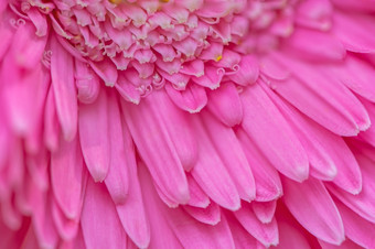 特写镜头粉红色的非洲菊花瓣花与软焦点花背景