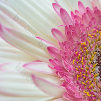 特写镜头粉红色的非洲菊花瓣花与软焦点花背景