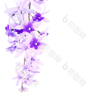紫色的他<strong>来了</strong>花砂纸他<strong>来了</strong>紫色的花环佩特雷亚卷曲林恩孤立的白色背景
