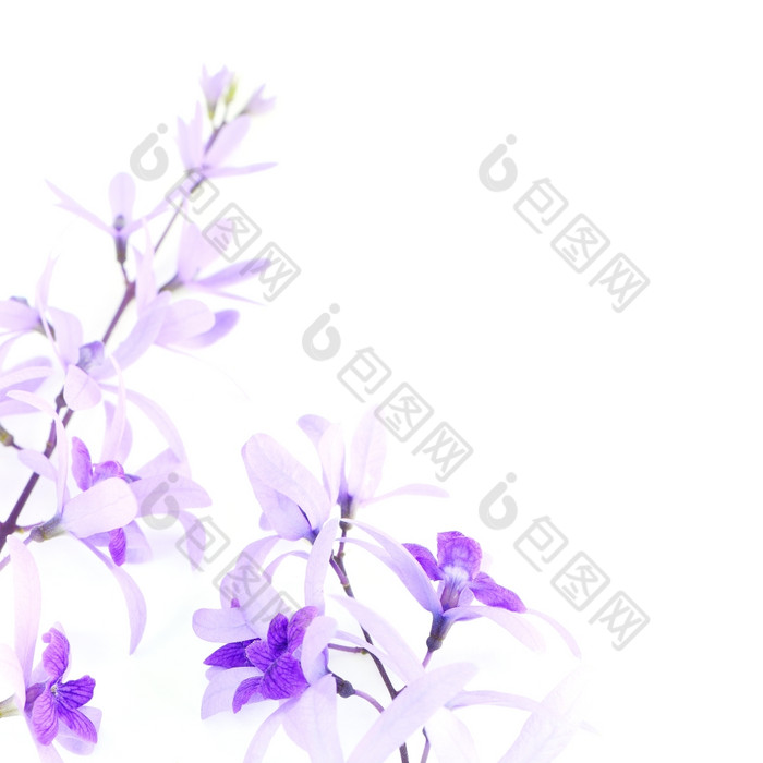 紫色的他来了花砂纸他来了紫色的花环佩特雷亚卷曲林恩孤立的白色背景