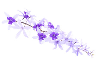 紫色的他来了花砂纸他来了紫色的花环佩特雷亚卷曲林恩孤立的白色背景
