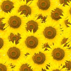 美丽的黄色的花向日葵模式自然摘要背景