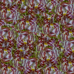 自然红色的兰花花背景蝴蝶 兰安博伊南西斯模式摘要纹理