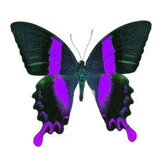 美丽的紫色的蝴蝶雄伟的绿色燕尾服帕皮里奥布鲁梅花俏的颜色配置文件孤立的白色背景