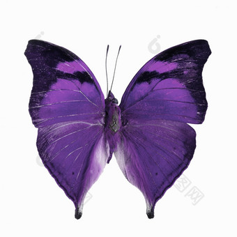 紫色的蝴蝶秋天叶蝴蝶蛱蝶科动物蝴蝶多勒斯查利亚红盐花俏的颜色配置文件孤立的白色背景